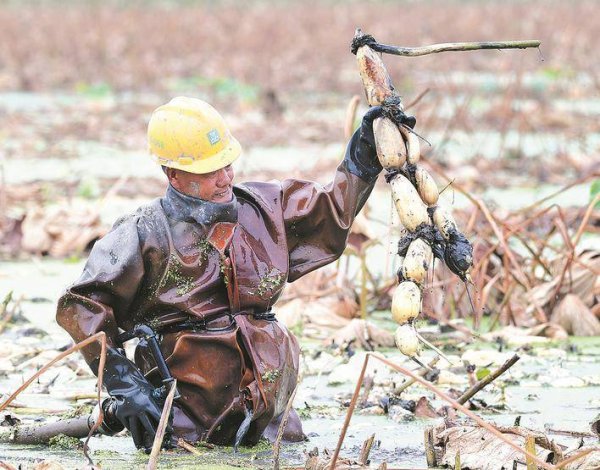 胜亿配资  安徽巢湖：“藕”遇丰收季 藕农采挖忙